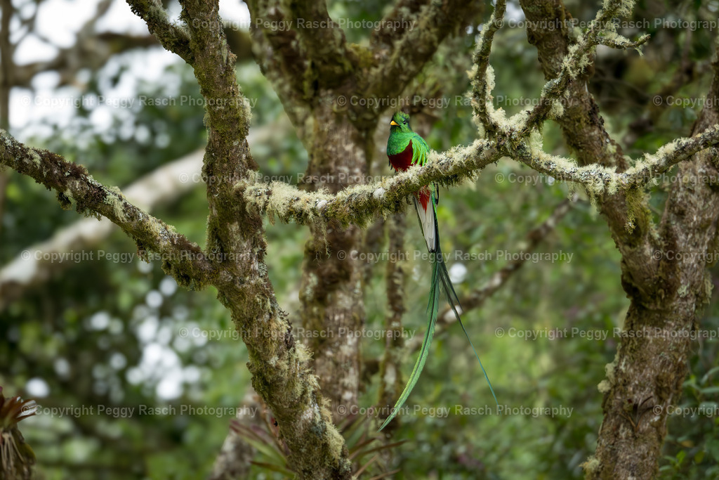 Quetzal  (7) | PeggyRaschPhotography - Realisiert mit Pictrs.com