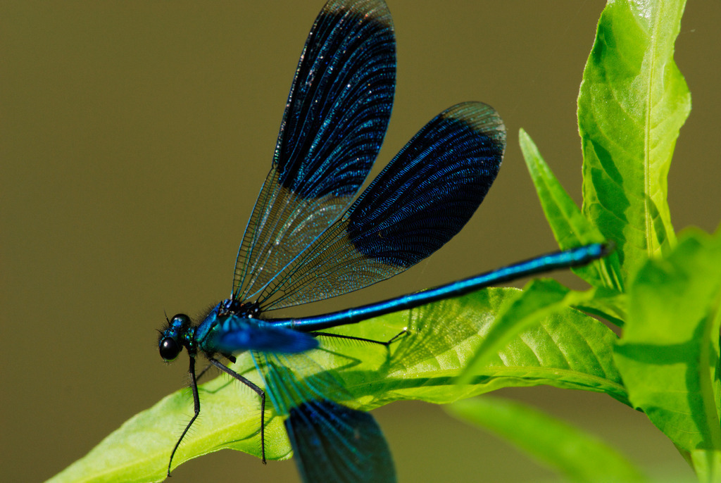 Gebaenderte Prachtlibelle | Rauchwart, Austria - August 03, 2009: Gebaenderte Prachtlibelle. - Realisiert mit Pictrs.com