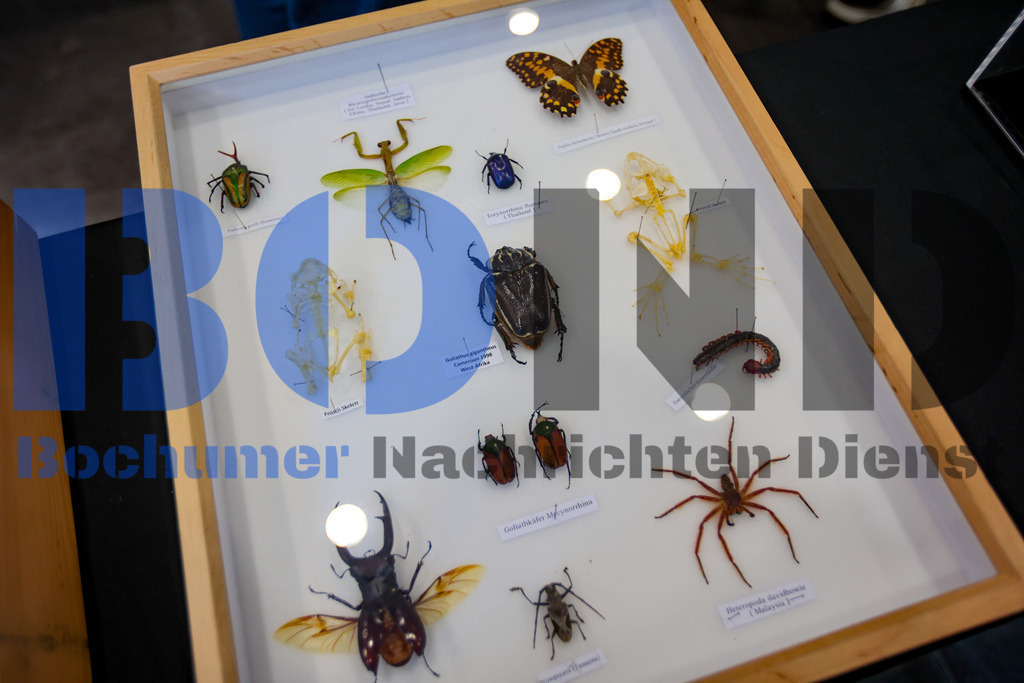 SES_INSBOC20250316-6 | bond - Realisiert mit Pictrs.com