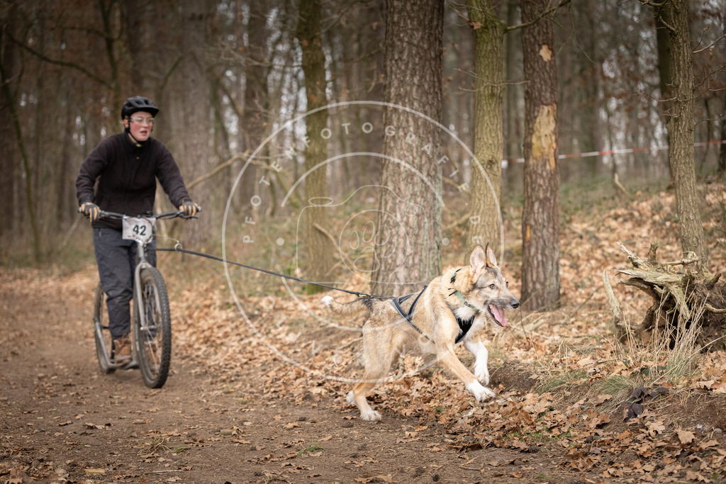 Pfotenfotografie_DV3A6970 | Hundefotografie, Tierfotograf, Pfotenfotografie, Fotoshooting Hund, Hunde Portrait, Hundesport, Hundeportraits, Heideshooting, Hunde, Sportfotograf, Hundefotograf, Turnierhundsport, THS,  - Realisiert mit Pictrs.com
