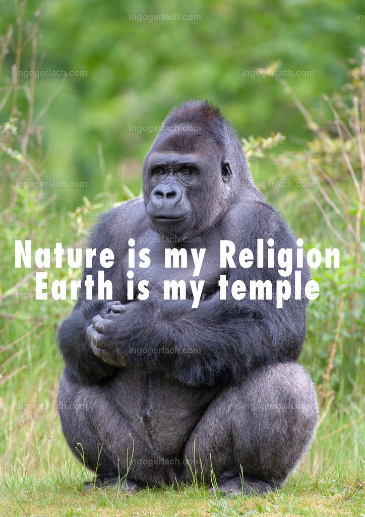 Die Natur ist meine Religion - die Erde ist mein Tempel. Sympathisches Textbild mit Gorilla. https://www.redbubble.com/de/shop/ap/132650855?asc=u  | Bekennermotiv mit logischem Text. Gorilla steht für die Aussage: Die Natur ist meine Religion - die Erde ist mein Tempel.