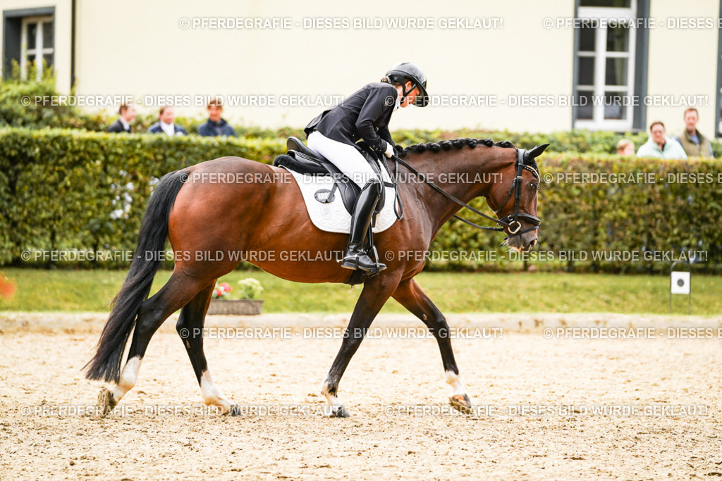 DSC03104 | Pferdegrafie