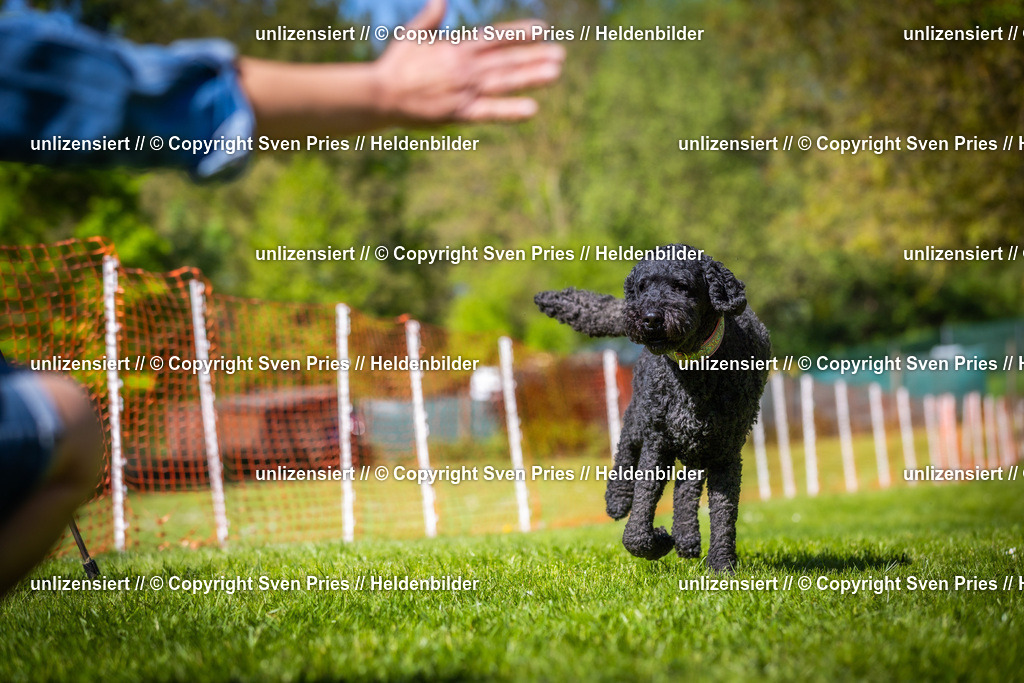 Hunderennen_April_2026_695 | 2026-04-26 - Hunderennen Baden-Oos April 2026 - Realisiert mit Pictrs.com