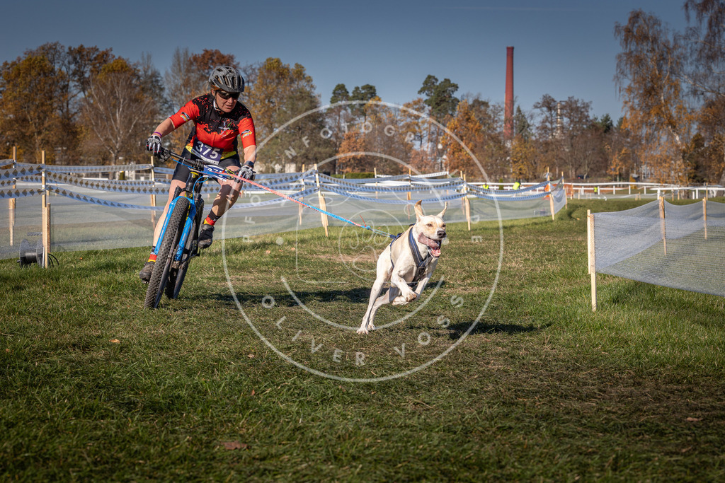 CaniXpix_0L8A6489 | Hundefotografie, Tierfotograf, Pfotenfotografie, Fotoshooting Hund, Hunde Portrait, Hundesport, Hundeportraits, Heideshooting, Hunde, Sportfotograf, Hundefotograf, Turnierhundsport, THS,  - Realisiert mit Pictrs.com
