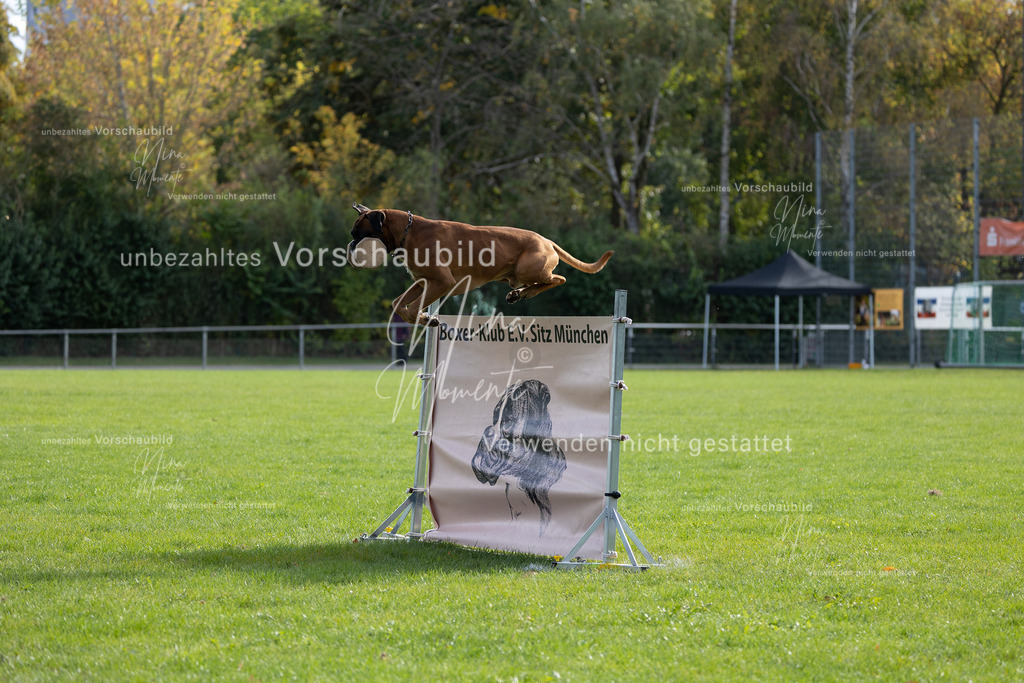 _16A6610 | Einzigartige Fotos von Hunden & Menschen –Actionfotos, Portraits, Vereinsaufnahmen & Paarshootings – authentisch, lebendig & mit Herz.