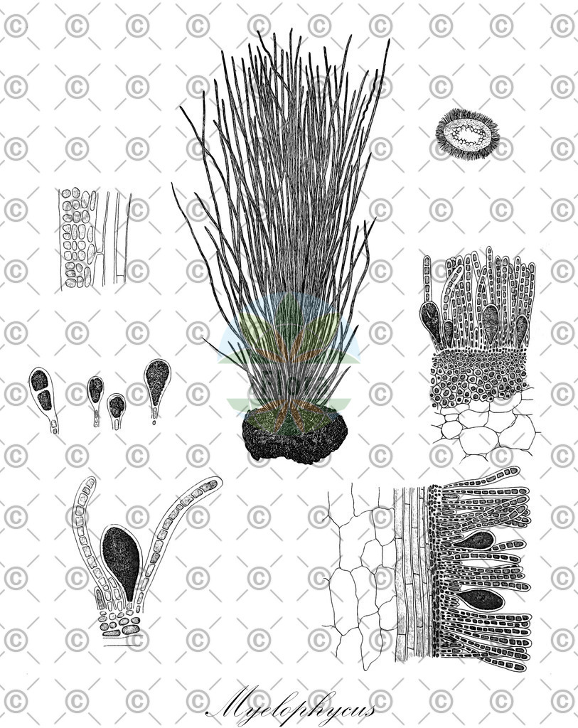 HistAbb_wfo-0001196568_1_ENZY_Simple | Historische Abbildung von Myelophycus - Chordariaceae (0) | Historical Illustration of Myelophycus - Chordariaceae (0)