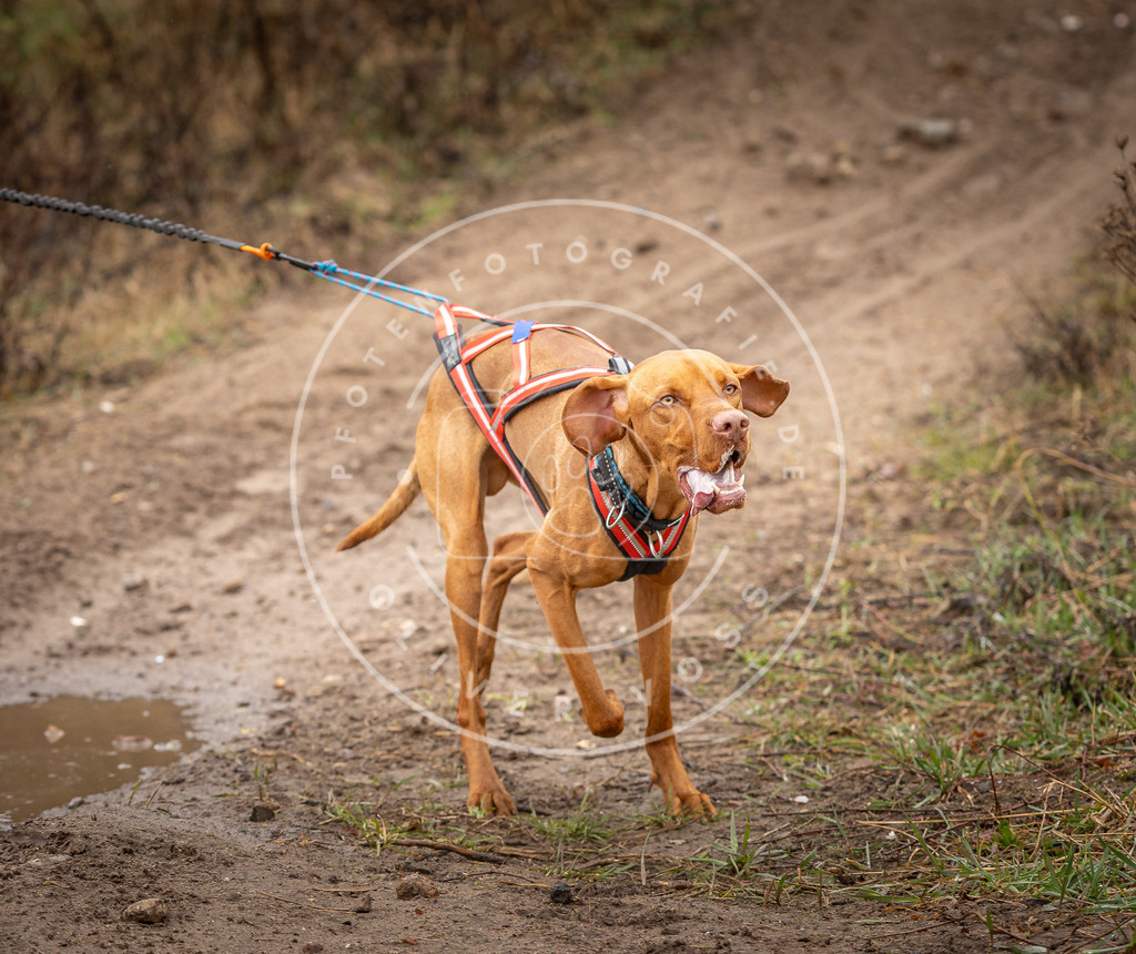 DV3A9519 | Hundefotografie, Tierfotograf, Pfotenfotografie, Fotoshooting Hund, Hunde Portrait, Hundesport, Hundeportraits, Heideshooting, Hunde, Sportfotograf, Hundefotograf, Turnierhundsport, THS,  - Realisiert mit Pictrs.com