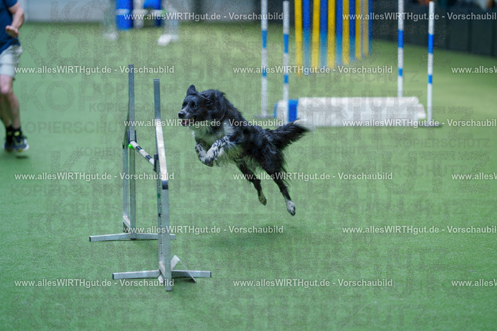 @allesWIRTHgut_Tierfotografie - www.allesWIRTHgut.de - 2604261356-7R503001 | Professionelle Tierfotografie in Mönchengladbach von Daniel Wirth (allesWIRTHgut). Liebevolle & natürliche Bilder von Hunden & Katzen für unvergessliche Erinnerungen.