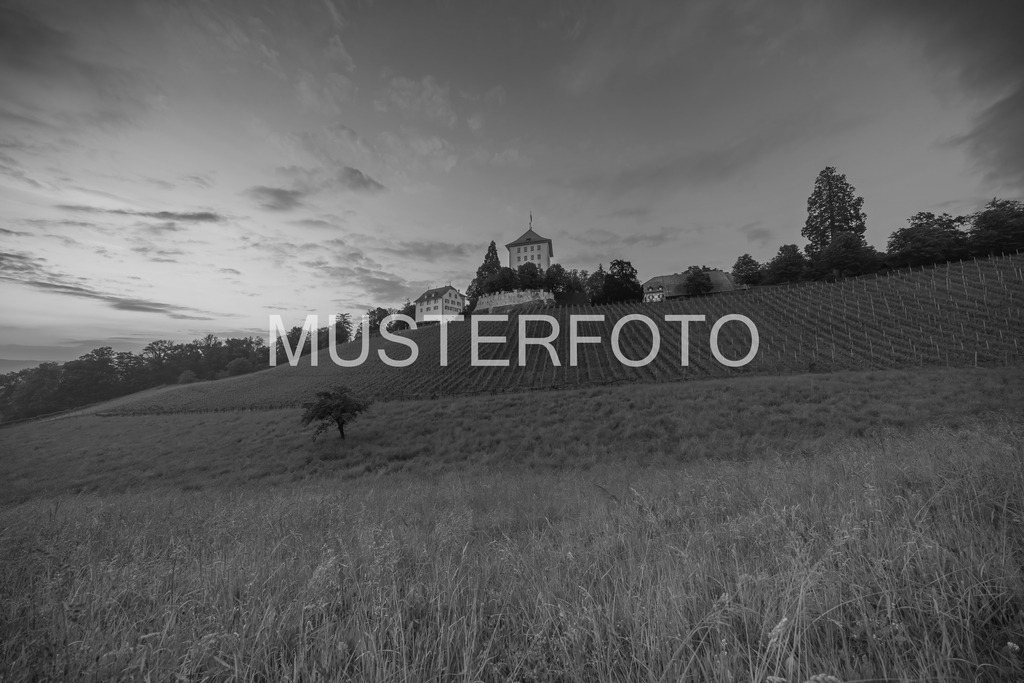 whispers above the vines - switzerland_swx | Authentische Landschafts- & Wildtierfotografie aus der Schweiz. Hochwertige Wandbilder, Fine-Art-Prints und Wunschmotive nach Auftrag – sorgfältig entwickelt im Grumagraphy-Style