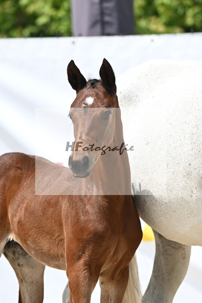 Charthago Blue x Corlensky G_SF_Schmidt_12250774 | hf-fotografie - Realisiert mit Pictrs.com