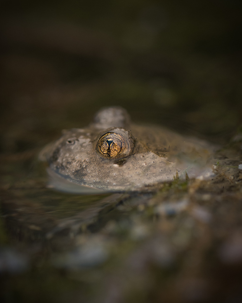 DSC_1116-2 | Ich bin Fotograf aus Neuburg an der Donau und spezialisiere mich auf Wildlife-Fotografie, Landschaftsaufnahmen und Portraits.Ob Hochzeit, Familienbilder oder Naturaufnahmen – ich fange echte Momente ein, die bleiben. 