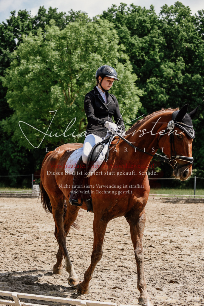 DSC_1384 | Pferde- und Turnierfotografie in Westsachsen. Pferdeportraits, Auftragszeichnungen und intuitive Kunst.