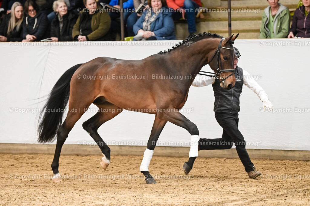 20260307_Hengstvorstellung-Marbach_0081 | equistock