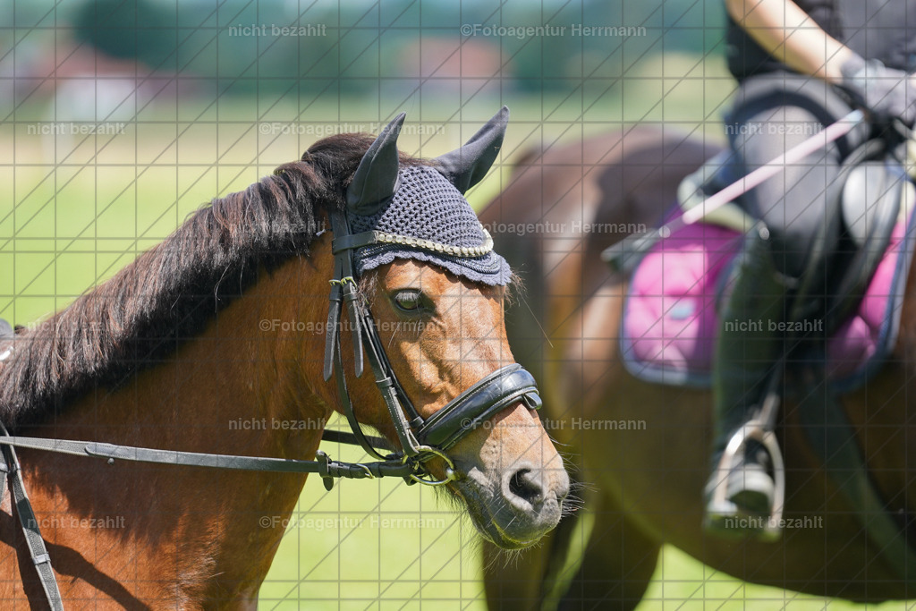 20240622-FAH07222 | Turnierfotografen Bayern, Reitsportbilder aus dem Geländekurs mit Felix Etzel auf dem Gut Waitzacker 2024