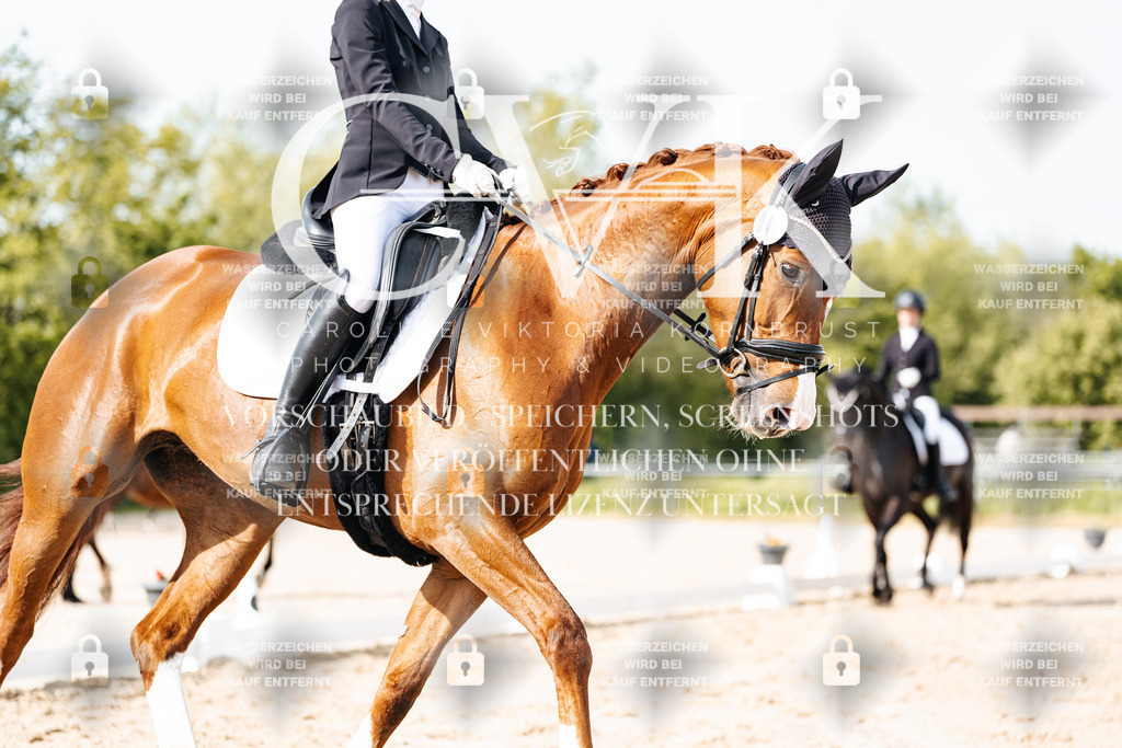 CK900362 | Turnierfotografie Pferdefotografie Trier Rheinland-Pfalz Pferdesport Reitsport Tierfotografie Sportfotografie Pferdevideo Pferdevideografie Equestrianvideography equestrianphotography  - Realisiert mit Pictrs.com