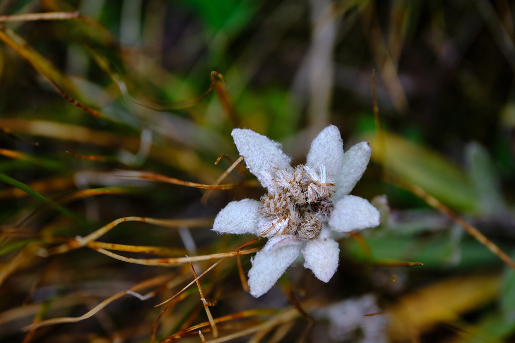 Edelweiss mit Wassertropfen | Austria - September 05, 2025: Edelweiss mit Wassertropfen. - Realisiert mit Pictrs.com