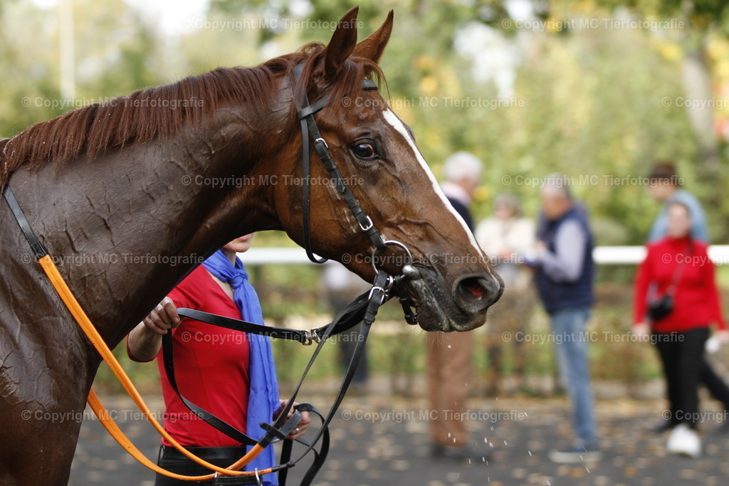 _MG_1908 | Pferdefotos online bestellen - Realisiert mit Pictrs.com