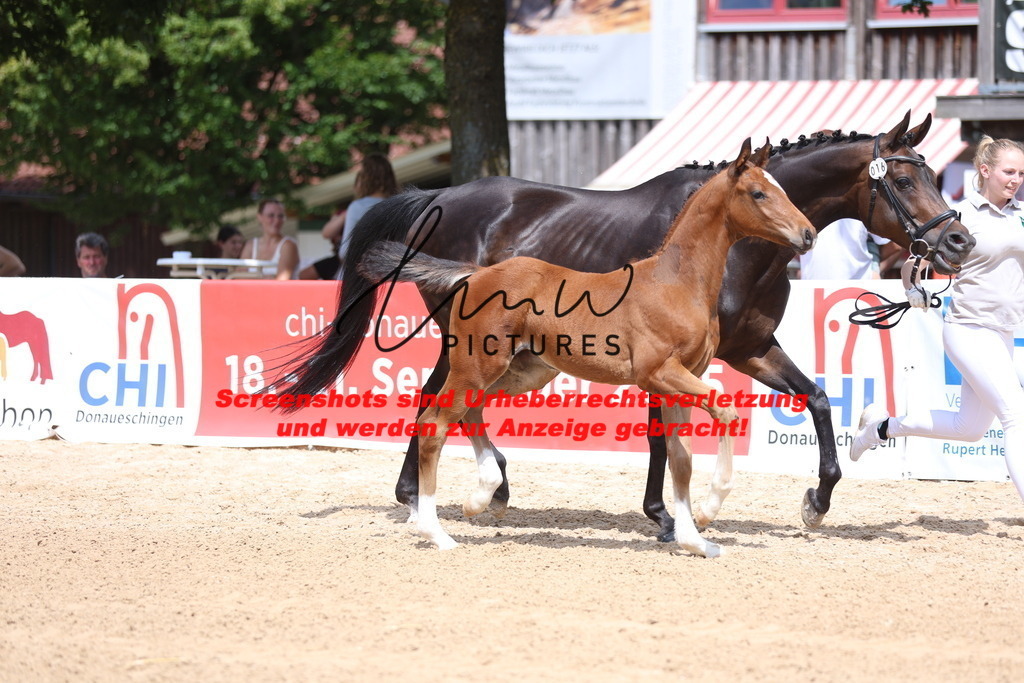 Fohlenschau_Schwäbisch_Hall_dressurbetonte_Fohlen_KN 16_5 | lmwpictures - Realisiert mit Pictrs.com