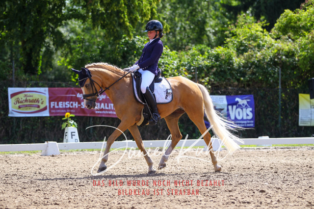 DKP42730 | Turniersportfotografie; Pferdefotografie; Dressurfotografie