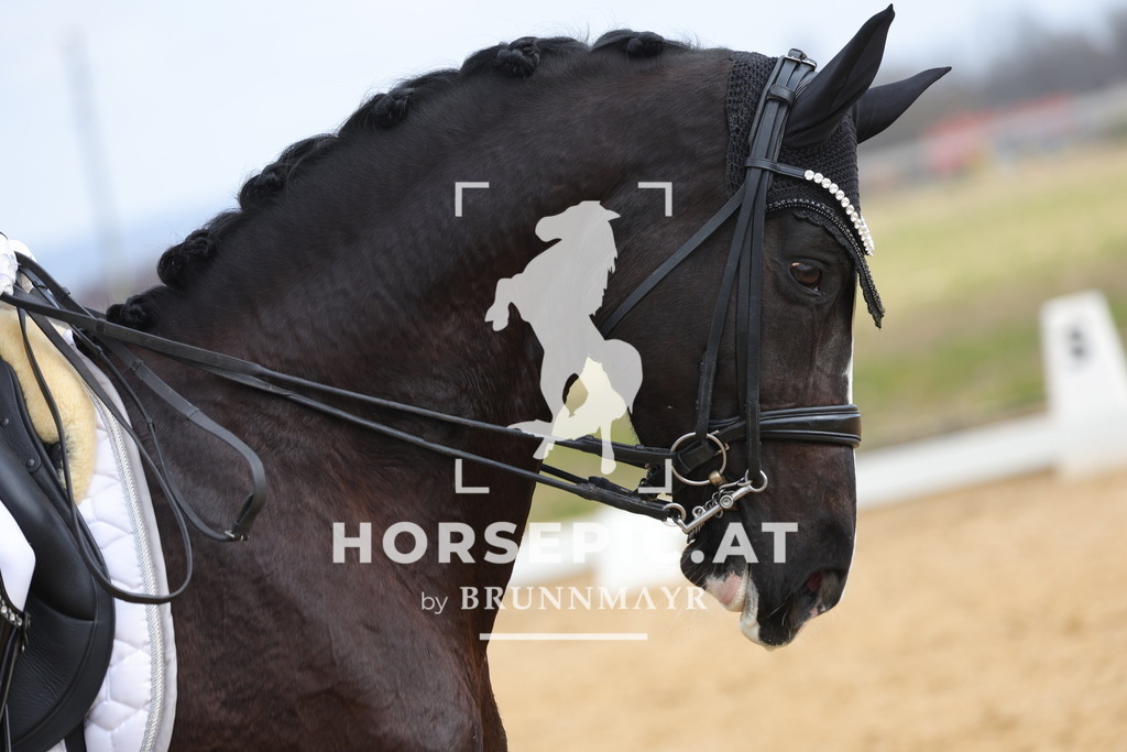 0P6A6598 | Willkommen bei Brunnmayr - Design & Fotografie – Ihrem Spezialisten für Reitturniere und Pferdeveranstaltungen in Oberösterreich, Salzburg und Bayern! Seit über 17 Jahren sind wir leidenschaftlich dabei.