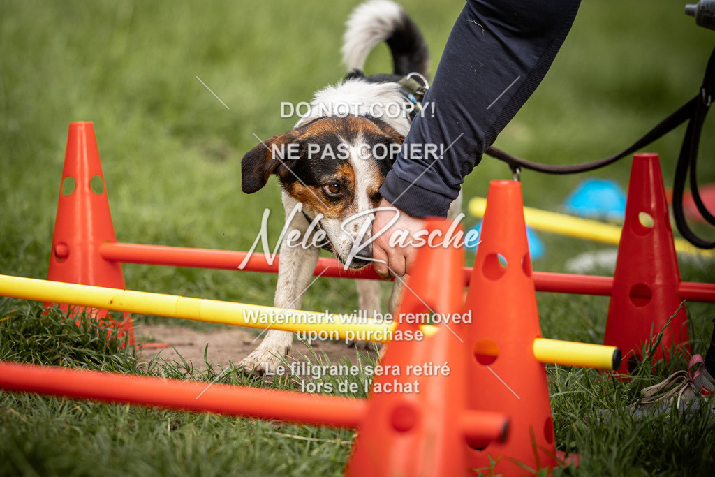 nelerasche_So-earlydog_80 | nelerasche