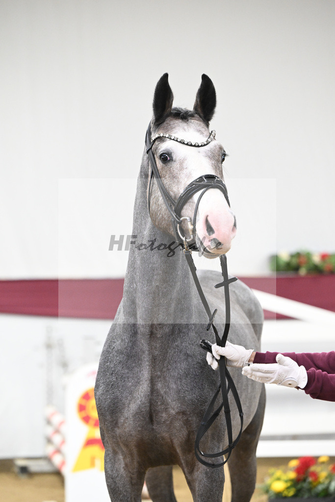 Kat-Nr. 83 Hickstead White x Chacco-Blue_Thomas Koeniger_47252813 | hf-fotografie - Realizzato con Pictrs.com