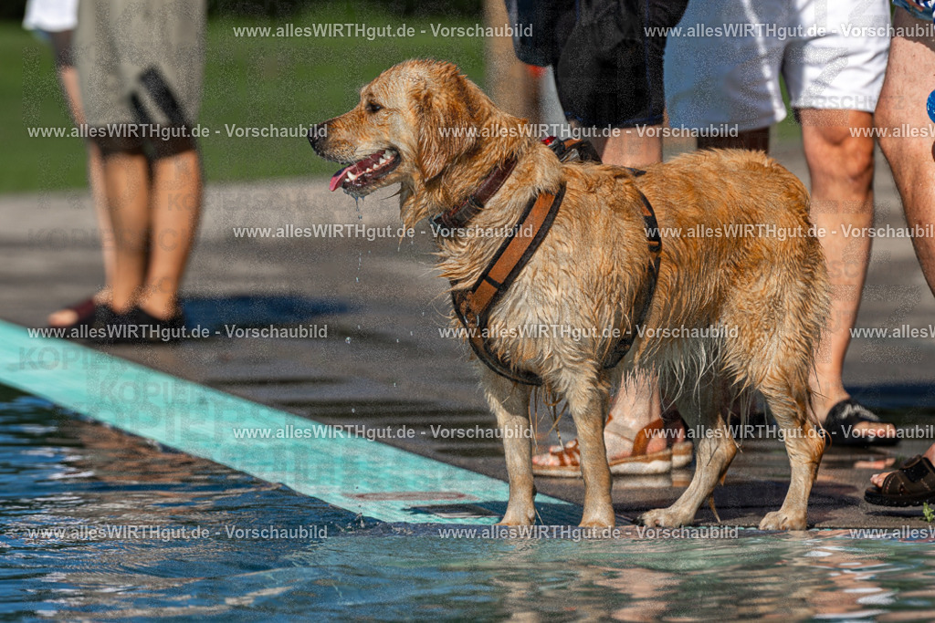Hundeschwimmen_Volksbad_2026-allesWIRTHgut_Tierfotografie-2609061105-FAY06130 | Professionelle Tierfotografie in Mönchengladbach von Daniel Wirth (allesWIRTHgut). Liebevolle & natürliche Bilder von Hunden & Katzen für unvergessliche Erinnerungen.