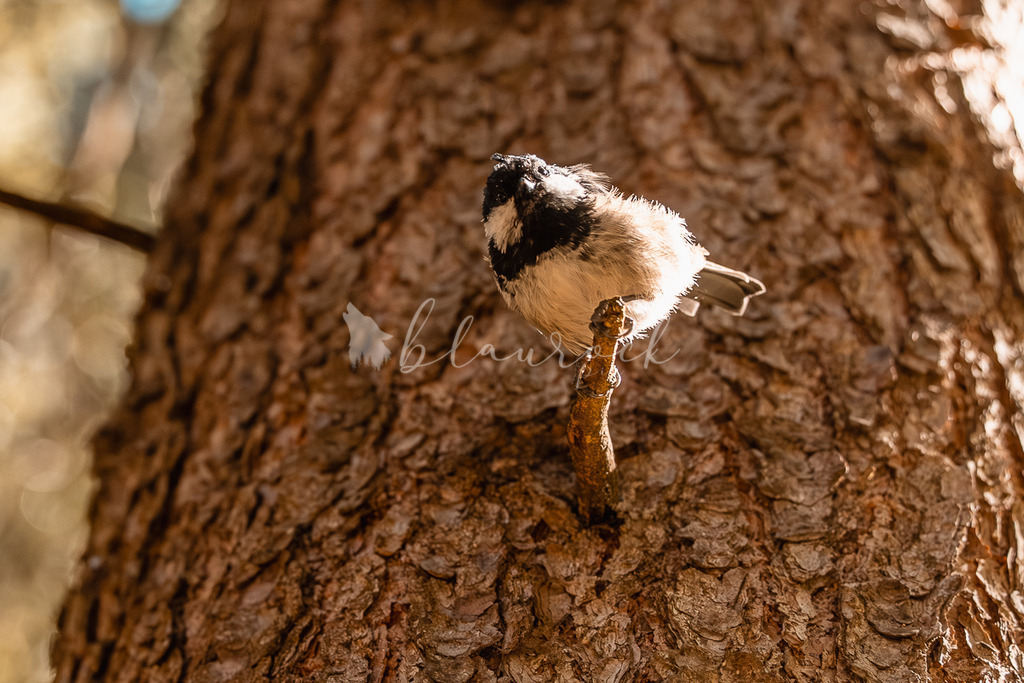 _01A5561 | Sportbilder, Sportfotograf, Hochzeits- und Eventfotografin, Flugshows, Portraits und Tiershooting, Aviation, Downhill, Nationalleague, Swissleague, International