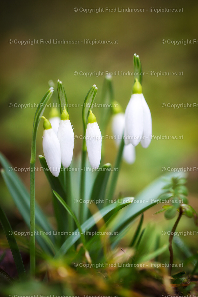 Schneeglöckchen | Frühlingsboten - Realisiert mit Pictrs.com