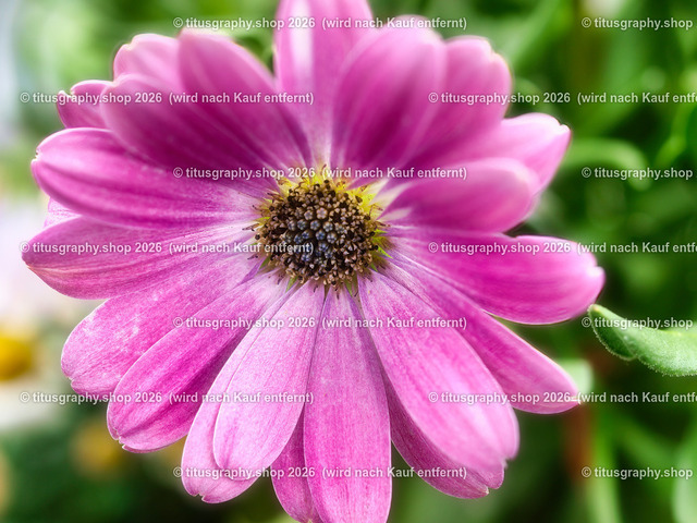 titusgraphy-P6100521_var-131 | Fotokunstarbeit aus der INSTAGRAM-Gallerie auf titusgraphy.eu - Realisiert mit Pictrs.com