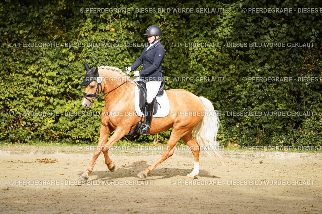 DSC09226 | Pferdegrafie