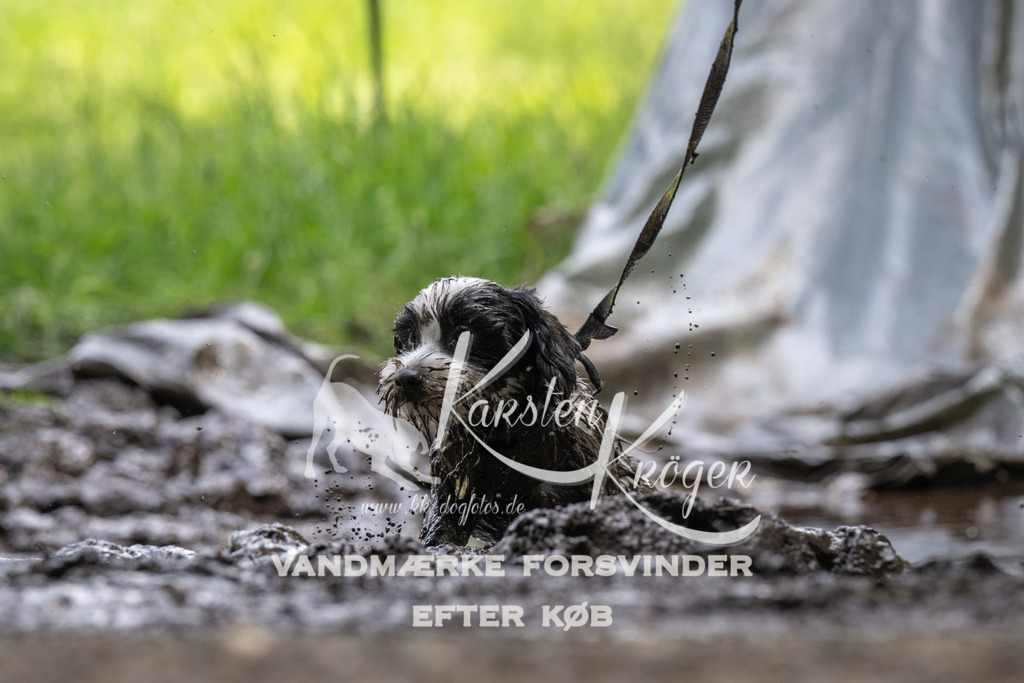 1212_ZZ91746 | kk-dogfotos