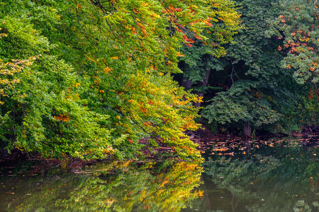 SilvanoPedrett_preview_Baum-4 | silvanopedrett - Realisiert mit Pictrs.com