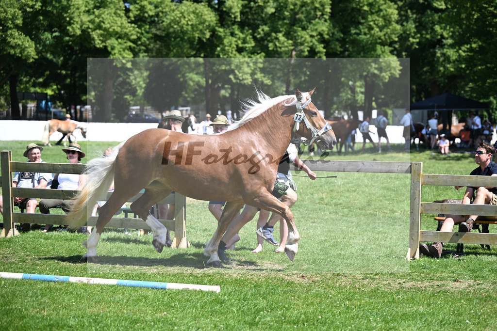 Kat-Nr. 72 Elite S v. Vegas_Schelle_18251243 | hf-fotografie - Realizzato con Pictrs.com