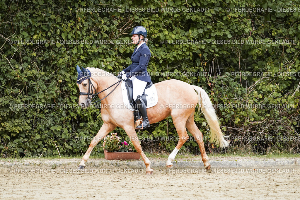 DSC04717 | Pferdegrafie