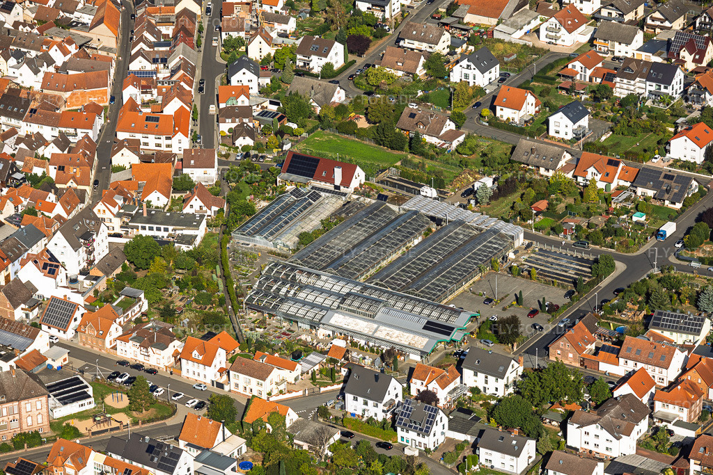 Luftbild: Gewächshäuser in der Stadt von Blumen Berchtenbreiter in Großostheim im Bundesland Bayern in Deutschland. – Foto: IMG_159167.jpg vom 22.09.2026 durch Werner Riehm/FLY-FOTO.de – Auflösung des Originals: 6000 x 4000 px – Blumen Berchtenbreiter –  Blumen Berchtenbreiter im Herzen von Großostheim