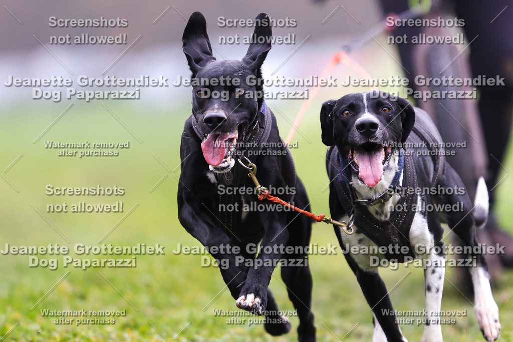 Dog Paparazzi - Visbeck 25 -106 | Dog Paparazzi Jeanette Grottendiek Fotografie & Videografie - Realisiert mit Pictrs.com