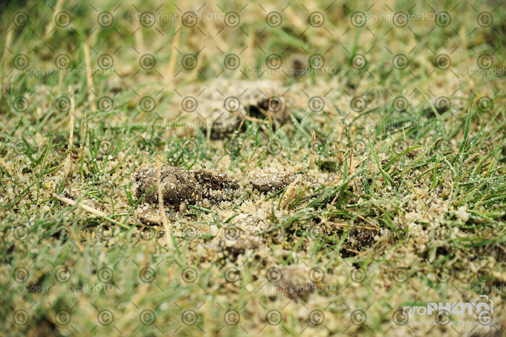 202507_Rernböck-Rasen_NZ9_1165 | proPHOTO - Realisiert mit Pictrs.com