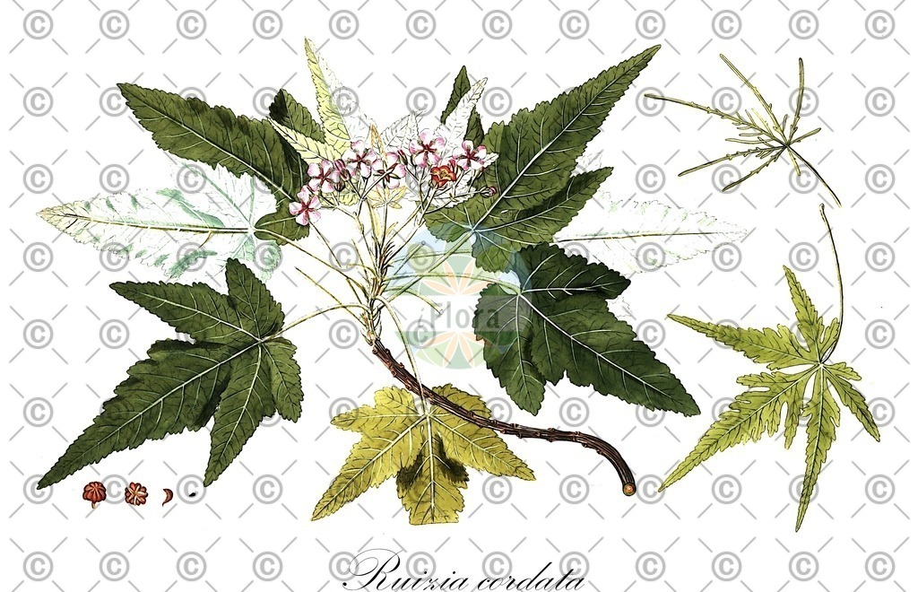 HistAbb_wfo-0001257462_1_ENZY_Simple | Historische Abbildung von Ruizia cordata - Malvaceae | Historical Illustration of Ruizia cordata - Malvaceae