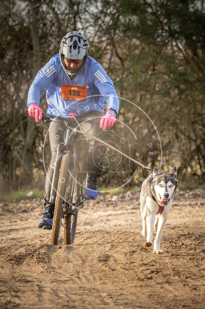 Pfotenfotografie_DV3A8758 | Hundefotografie, Tierfotograf, Pfotenfotografie, Fotoshooting Hund, Hunde Portrait, Hundesport, Hundeportraits, Heideshooting, Hunde, Sportfotograf, Hundefotograf, Turnierhundsport, THS,  - Realisiert mit Pictrs.com