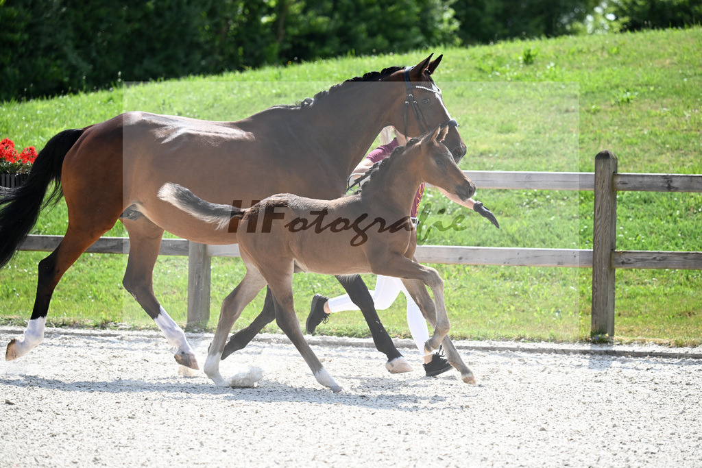 Kat-Nr. 42 Cadeau Noir x Locksley III_HF_Haberl_15251118 | hf-fotografie - Realizzato con Pictrs.com
