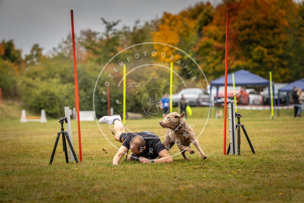 Pfotenfotografie_DV3A2327 | Hundefotografie, Tierfotograf, Pfotenfotografie, Fotoshooting Hund, Hunde Portrait, Hundesport, Hundeportraits, Heideshooting, Hunde, Sportfotograf, Hundefotograf, Turnierhundsport, THS,  - Realisiert mit Pictrs.com