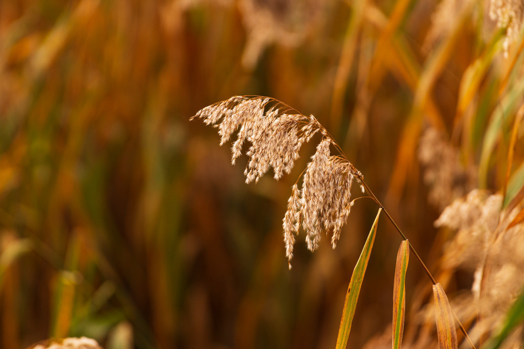2022_10_31_HAMBURG_MCP5302 | Hochwertig gedruckte Fotografien für die Wand, als Kalender und zum Verschenken. Hamburg & Norddeutschland und überall wo ich mit der Kamera unterwegs war.