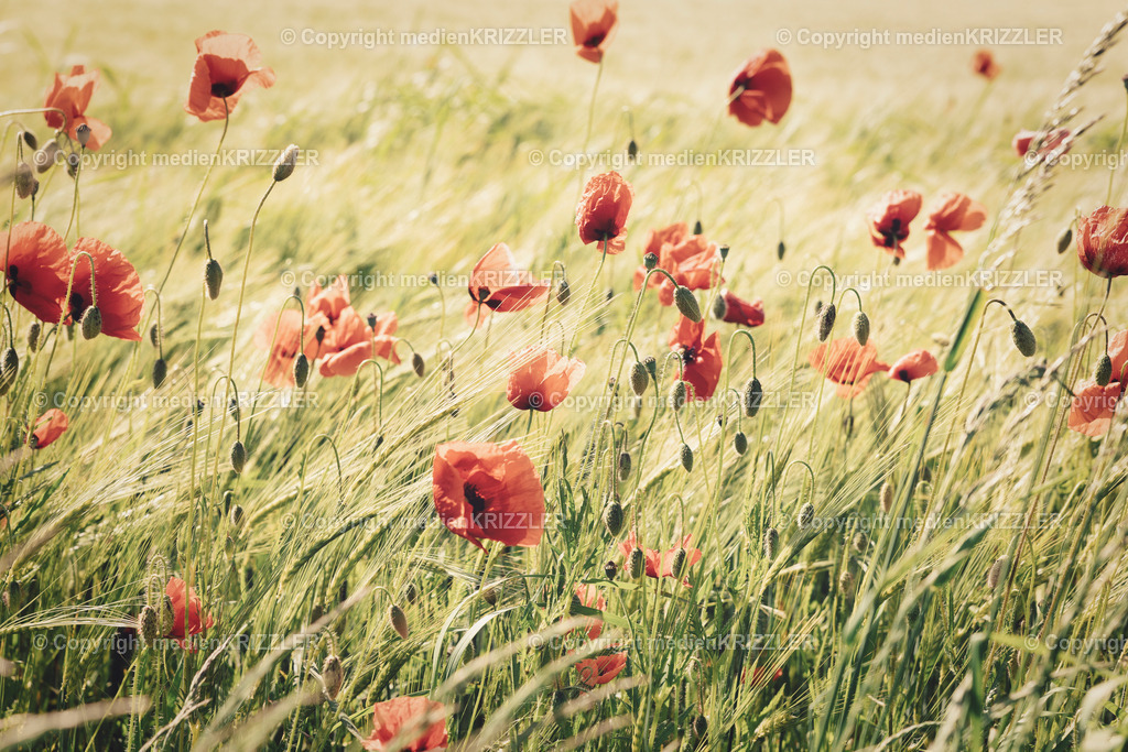 _J3A1140 | medienkrizzler - Realisiert mit Pictrs.com