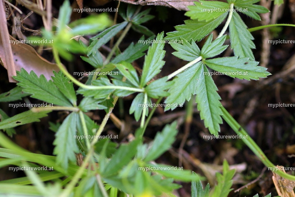 Blutwurz-002 | Das Bilderarchiv über Tiere, Planzen und Landschaften. In der Bilddatenbank finden Sie ein große Auswahl an hochwertigen Bilder für Ihre Werbung - Realisiert mit Pictrs.com