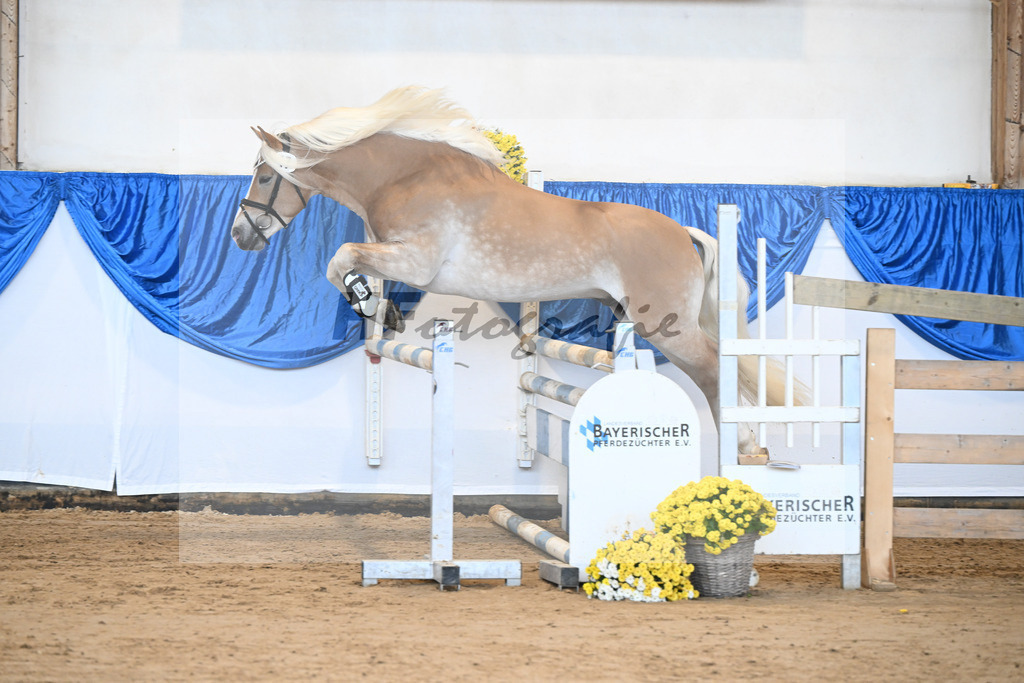 Kat-Nr. 17 Maximus Aurelius v. Manu_ZG Veerkamp-Rabbermann_48250355 | hf-fotografie - Realisiert mit Pictrs.com