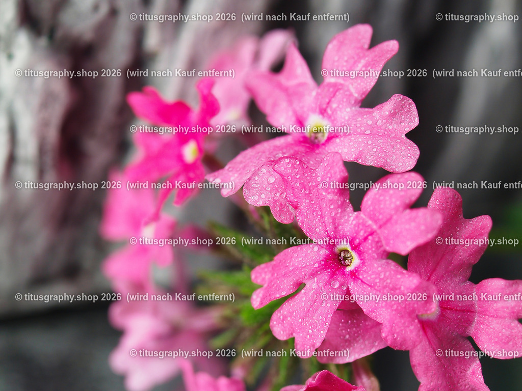 titusgraphy_P8030027-vz-ln-a-q | titusgraphy-shop: Geschenkideen mit Qualitätsfotos. titusgraphy-shop: gift ideas with quality photos. titusgraphy-shop: idées cadeaux avec photos de qualité.  - Realisiert mit Pictrs.com