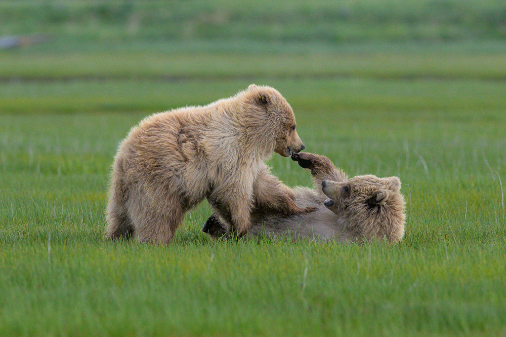 Alaska | Flug von Homer zu den Bärengebieten in Lake Clark NP und Katmai NP.  Schauplatz hier: Katmai. - Realisiert mit Pictrs.com