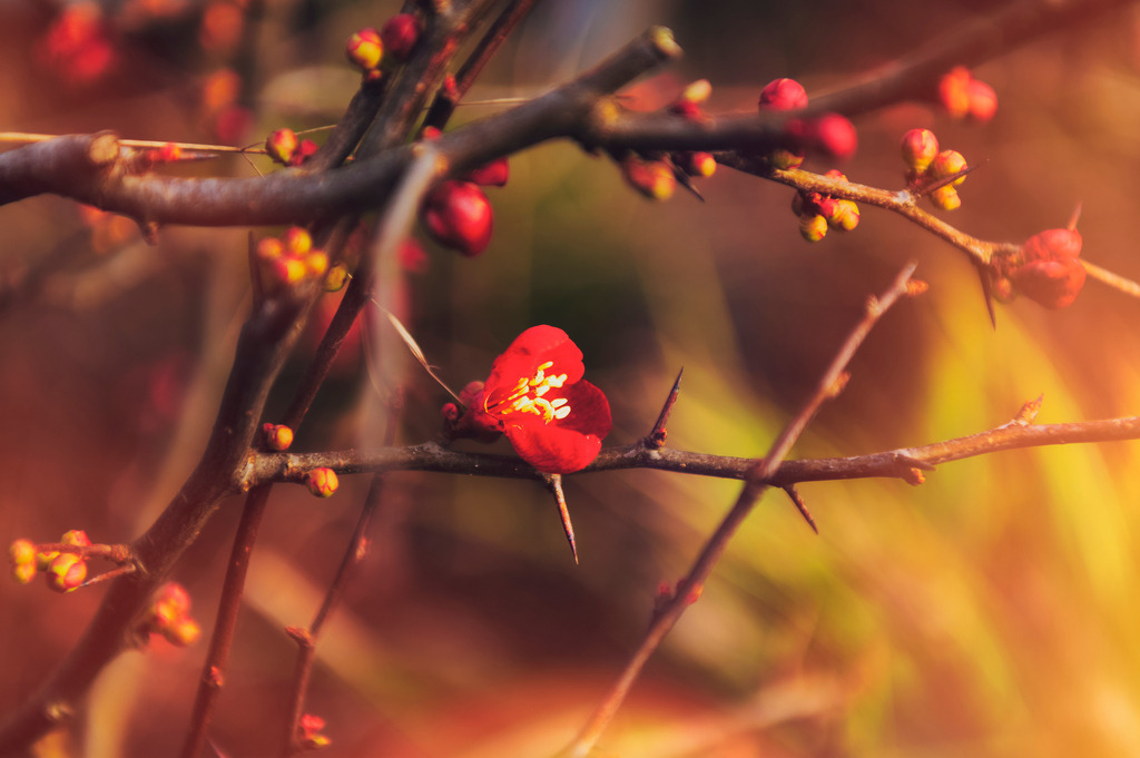 2023_02_04_HH-TEUFELSBRUECK_MCP6703 (Kopie) | Hochwertig gedruckte Fotografien für die Wand, als Kalender und zum Verschenken. Hamburg & Norddeutschland und überall wo ich mit der Kamera unterwegs war.