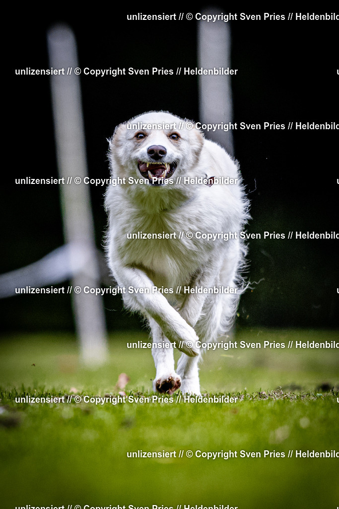 Sven Pries | 2025-10-03 - Hunderennen Obergrombach - Realisiert mit Pictrs.com